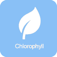Chlorophyll